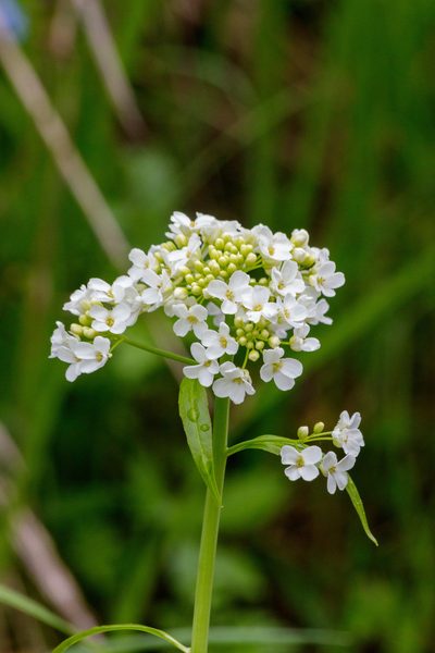 Eutrema integrifolium, photographed by Dmitry Boldyrev