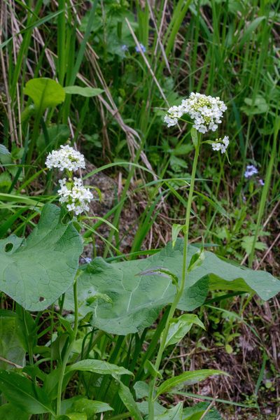 Eutrema integrifolium, photographed by Dmitry Boldyrev