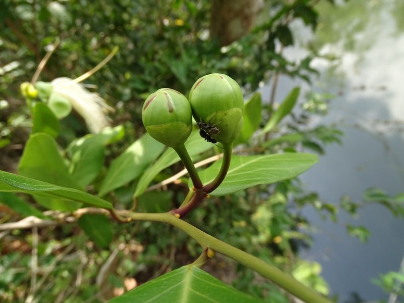Morisonia flexuosa, photographed by Alexis López Hernández