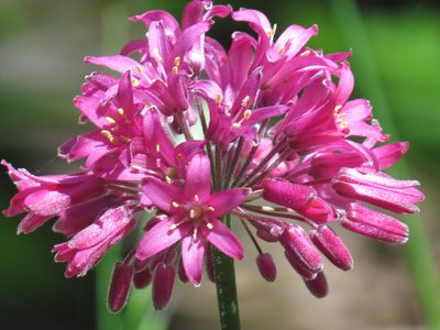Clintonia andrewsiana, photographed by Garth Harwood