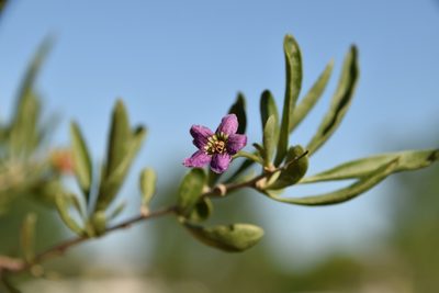 Lycium barbarum, photographed by Mitch Van Dyke