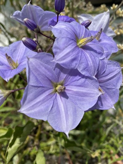 Solanum wendlandii, photographed by Grete Pasch