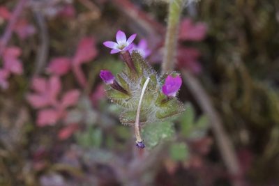 Collomia heterophylla, photographed by Arvel Hernandez