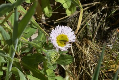 Erigeron glaucus, photographed by Arvel Hernandez