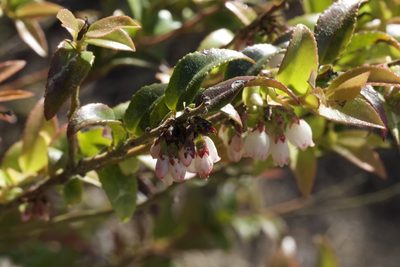Vaccinium ovatum, photographed by Arvel Hernandez