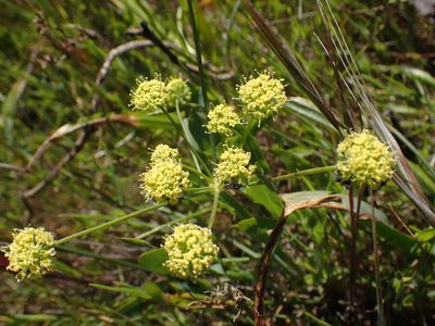 Lomatium nudicaule