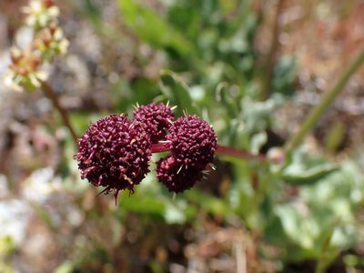 Sanicula bipinnatifida, photographed by Shane Johnson
