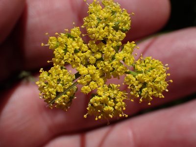 Lomatium utriculatum, photographed by Shane Johnson