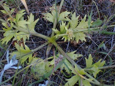 Sanicula arctopoides, photographed by Shane Johnson