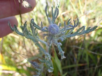 Eriophyllum lanatum, photographed by Shane Johnson