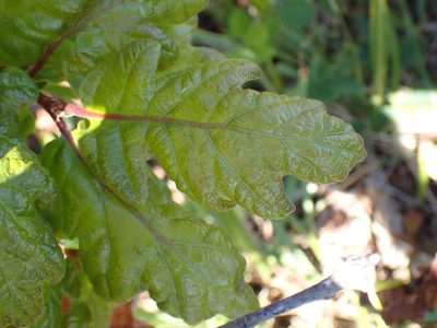 Quercus garryana, photographed by Shane Johnson
