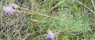 Dalea tenuis, photographed by saltyhiker