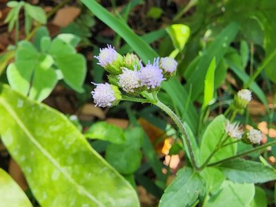 Ageratum conyzoides, photographed by Tyler Bishop