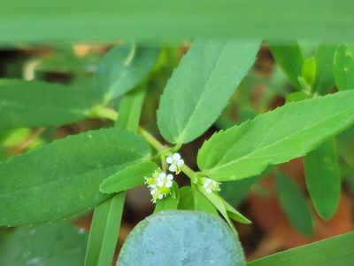 Euphorbia hypericifolia, photographed by Tyler Bishop