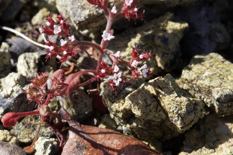Chorizanthe breweri, photographed by Arvel Hernandez