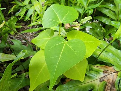 Thespesia populnea, photographed by Tyler Bishop