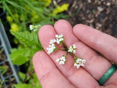 Osmorhiza longistylis, photographed by Paul Roots