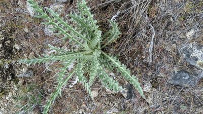 Cirsium undulatum, photographed by Ben Keen