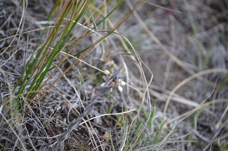 Boechera angustifolia, photographed by Liam Steele