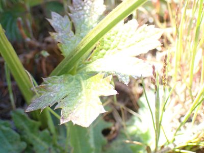 Sanicula crassicaulis