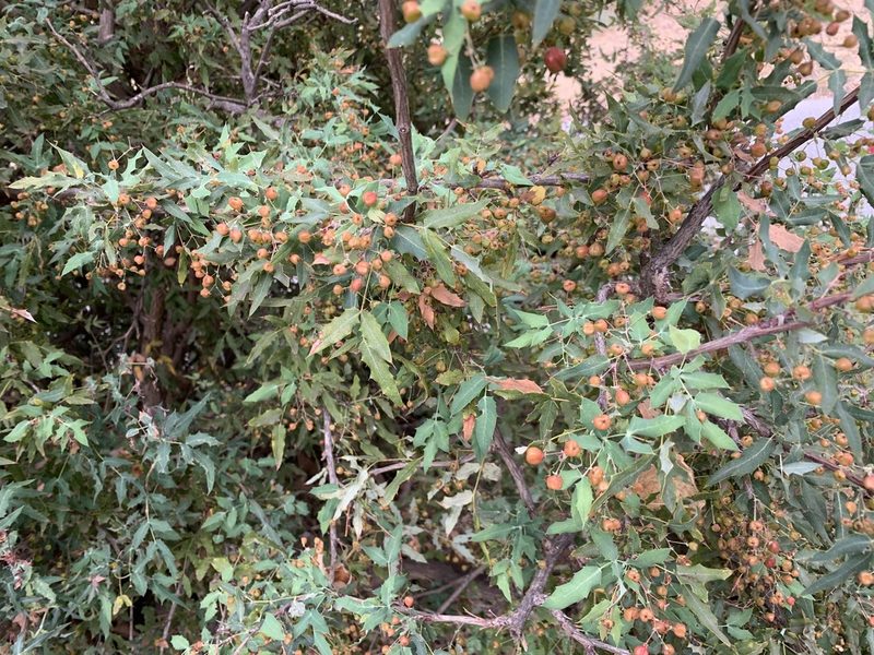 Berberis nevinii, photographed by Cara