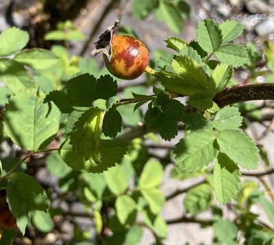 Rosa gymnocarpa, photographed by gailo
