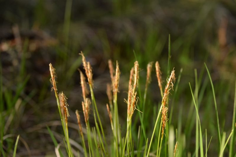 Carex geyeri, photographed by Mitch Van Dyke