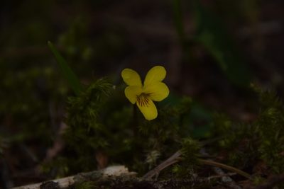 Viola orbiculata, photographed by Mitch Van Dyke