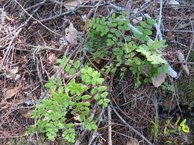 Pellaea andromedifolia, photographed by Garth Harwood