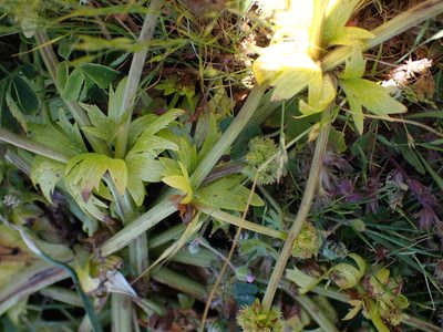 Sanicula arctopoides, photographed by Shane Johnson