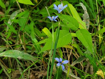Sisyrinchium angustifolium, photographed by Samuel A Schmid, PhD, PWS