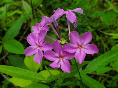 Phlox carolina, photographed by Samuel A Schmid, PhD, PWS