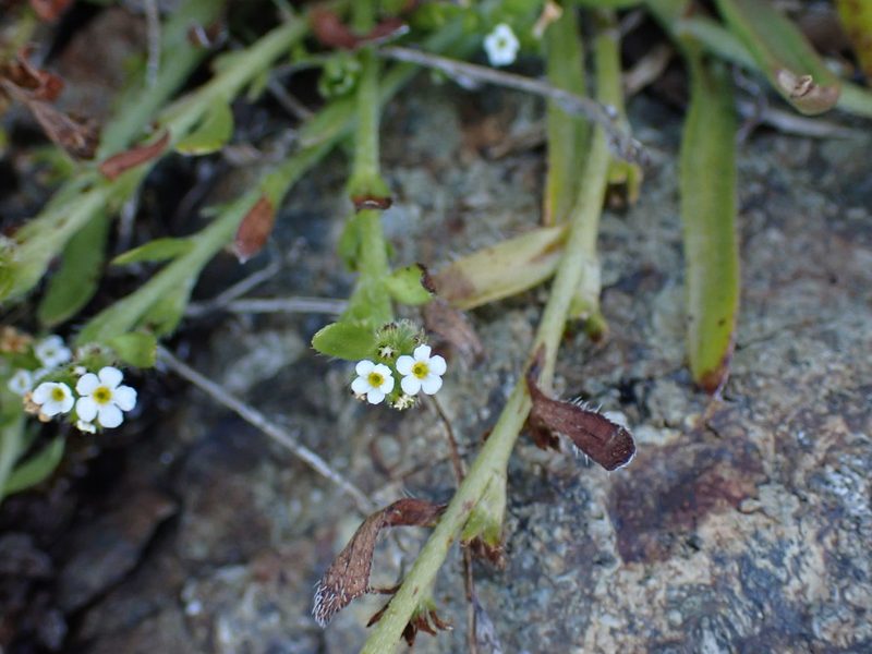 Plagiobothrys scouleri, photographed by Shane Johnson