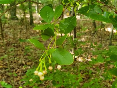 Vaccinium arboreum