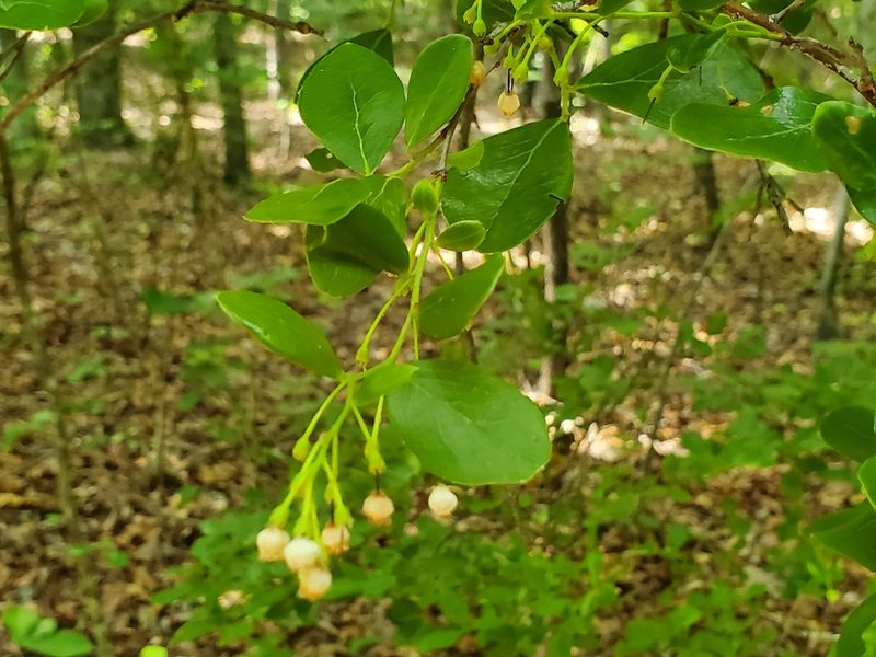Vaccinium arboreum, photographed by Samuel A Schmid, PhD, PWS