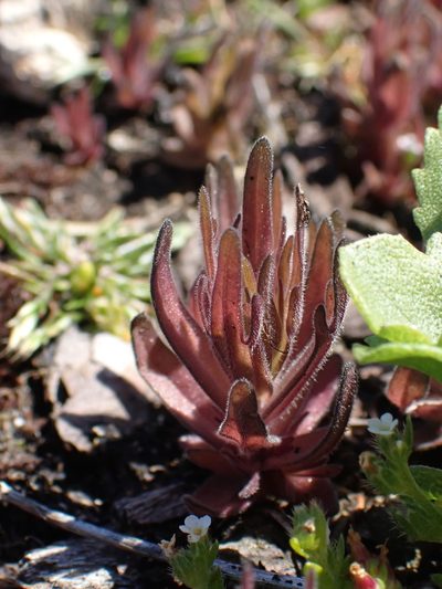 Castilleja victoriae, photographed by Shane Johnson