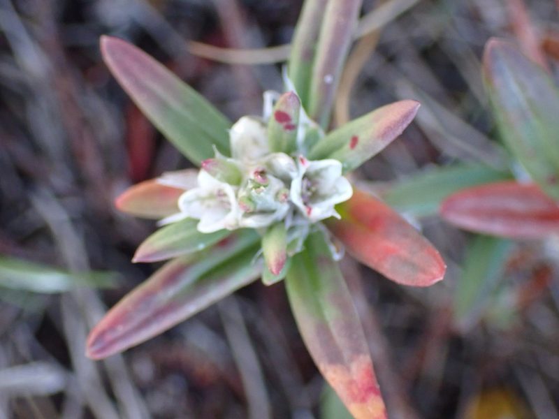 Polygonum paronychia, photographed by Shane Johnson