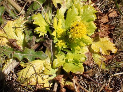 Sanicula arctopoides