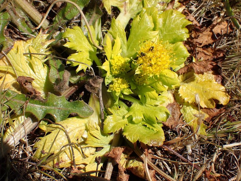 Sanicula arctopoides, photographed by Shane Johnson