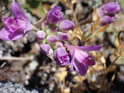 Allium acuminatum, photographed by Shane Johnson