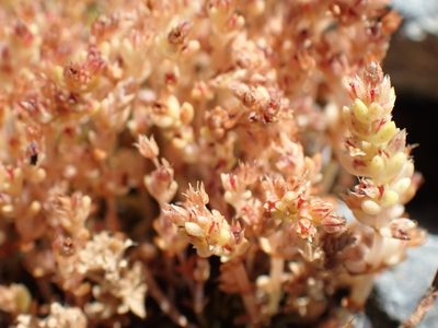 Crassula connata