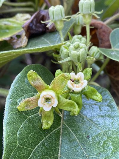 Gonolobus lasiostemma, photographed by Grete Pasch