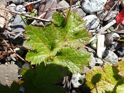 Sanicula crassicaulis, photographed by Shane Johnson