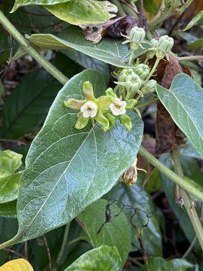 Gonolobus lasiostemma, photographed by Grete Pasch