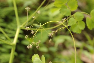 Thalictrum dioicum, photographed by Trix Niernberger