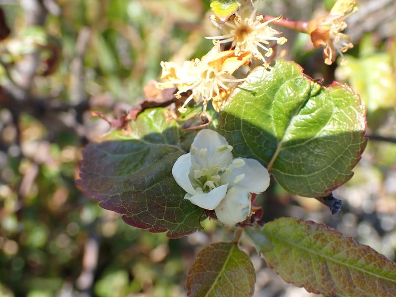 Malus fusca, photographed by Shane Johnson
