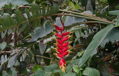 Heliconia rostrata, photographed by desertnaturalist