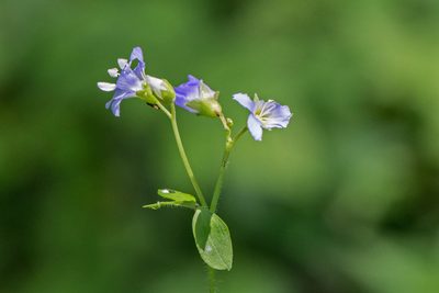 Polemonium reptans, photographed by Bill Keim