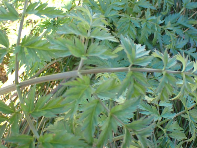Conioselinum tataricum, photographed by Shane Johnson