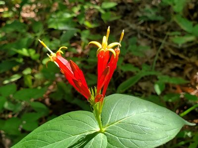 Spigelia marilandica, photographed by Samuel A Schmid, PhD, PWS